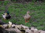 Garden Ducks 2019