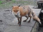 Garden Wildlife and Foxes 2014