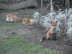 Garden Wildlife and Foxes 2015