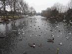 Waddon Ponds - 2012