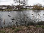 Waddon Ponds - 2013